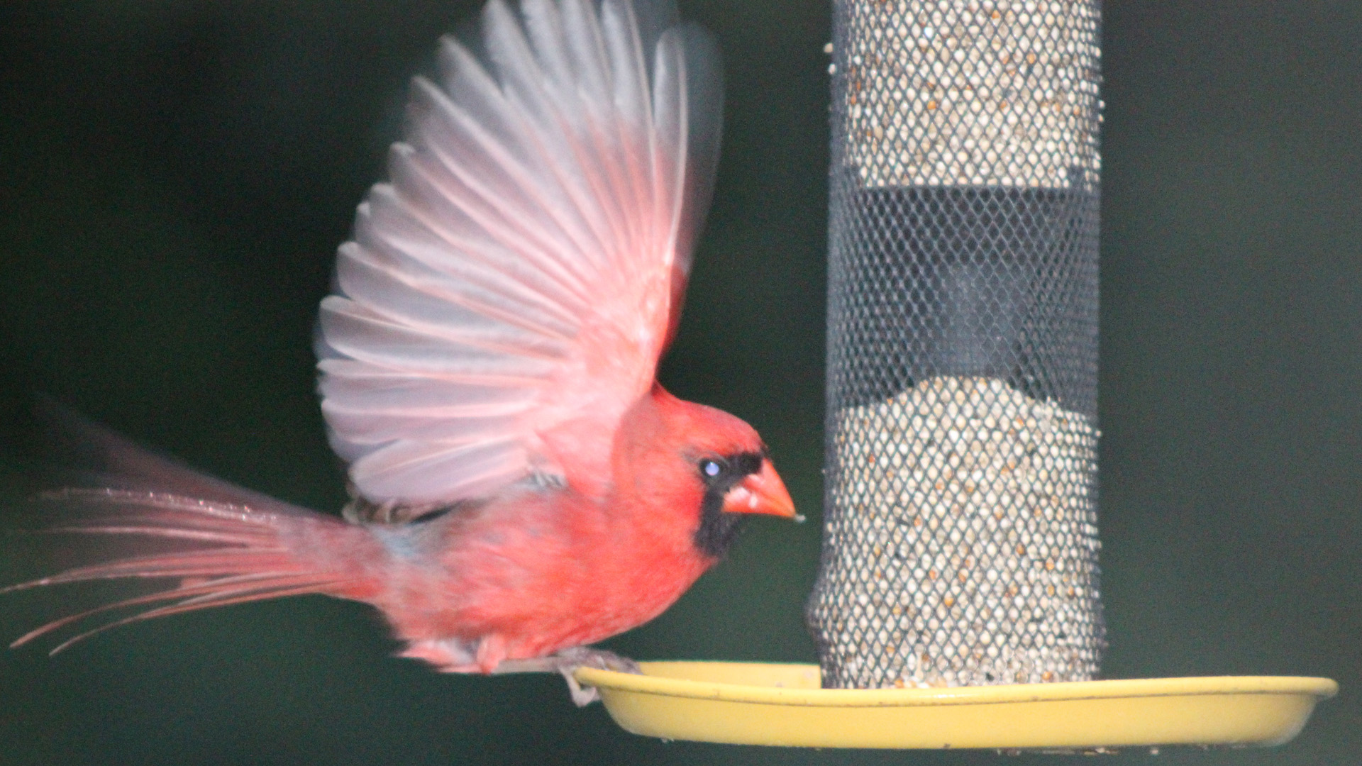 Cardinal Landing on Bird Feeder